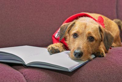 Lukukoira Valma edessään avoin kirja.